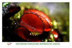 Scutellinia crinita